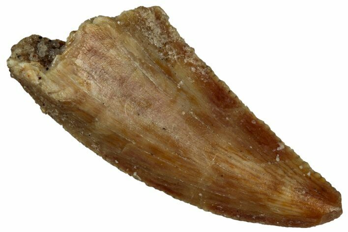 Serrated Raptor Tooth - Real Dinosaur Tooth #300925